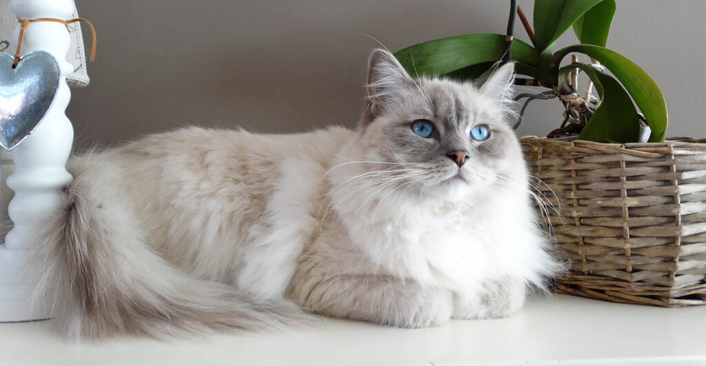 Почему кот мурчит